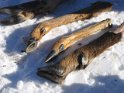 2009-01-13 13-01-07 Pattes de chevreuil, cerf,sanglier FHe